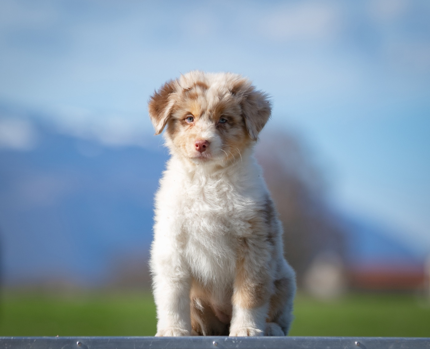 Sheperda A crown forged in fire