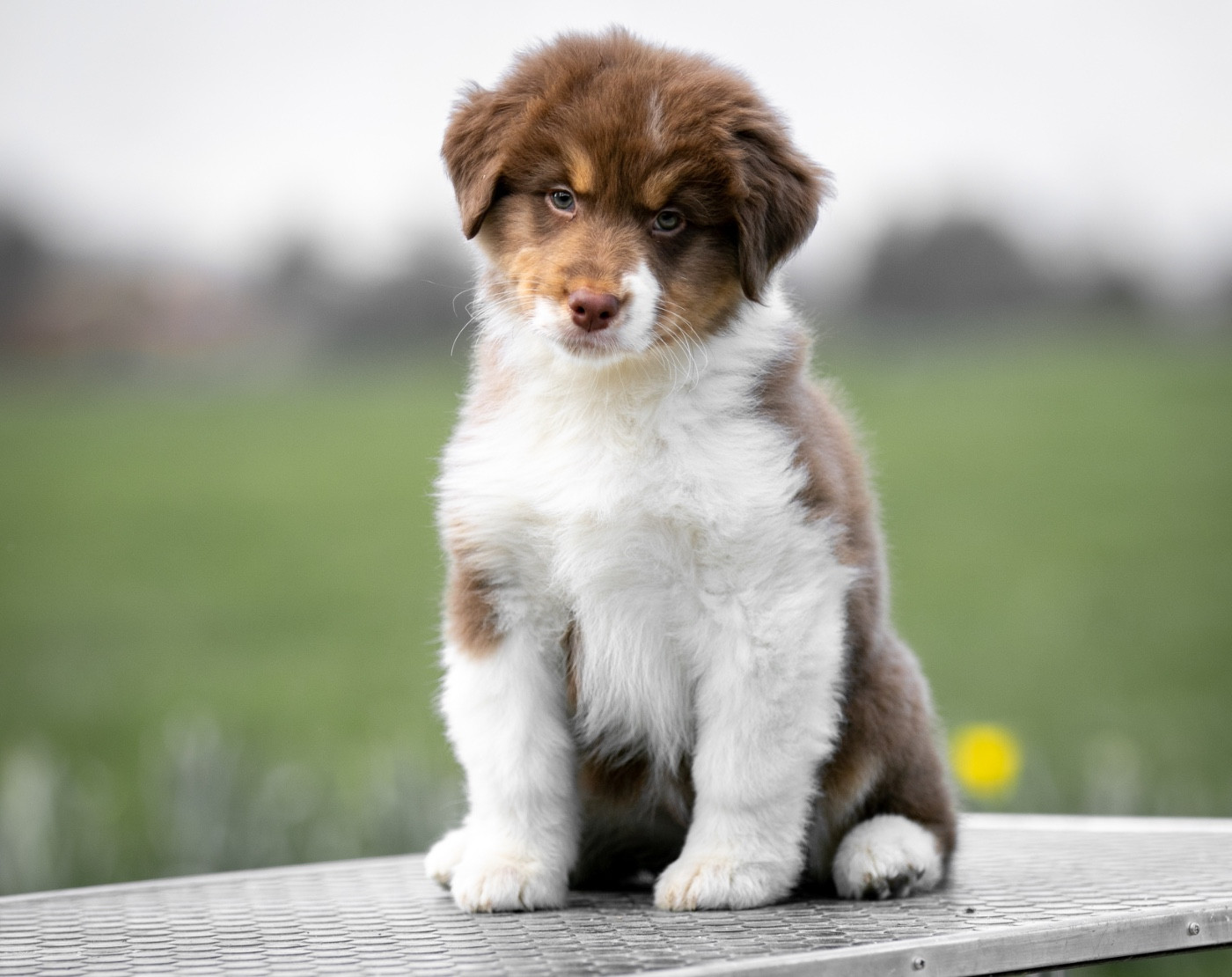 Sheperda A majesty rising from silence