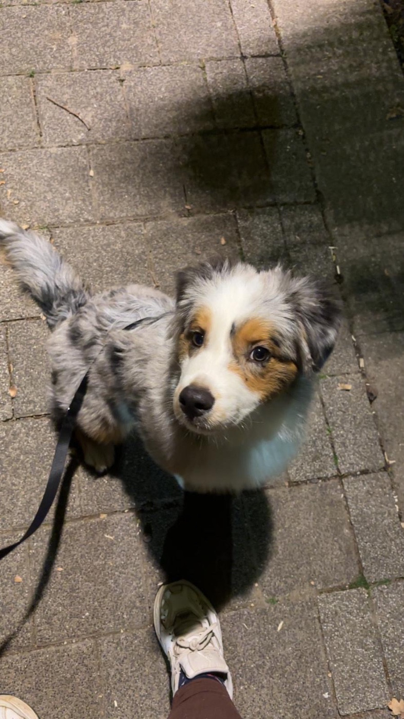 Les petits Sheperda dans leurs familles