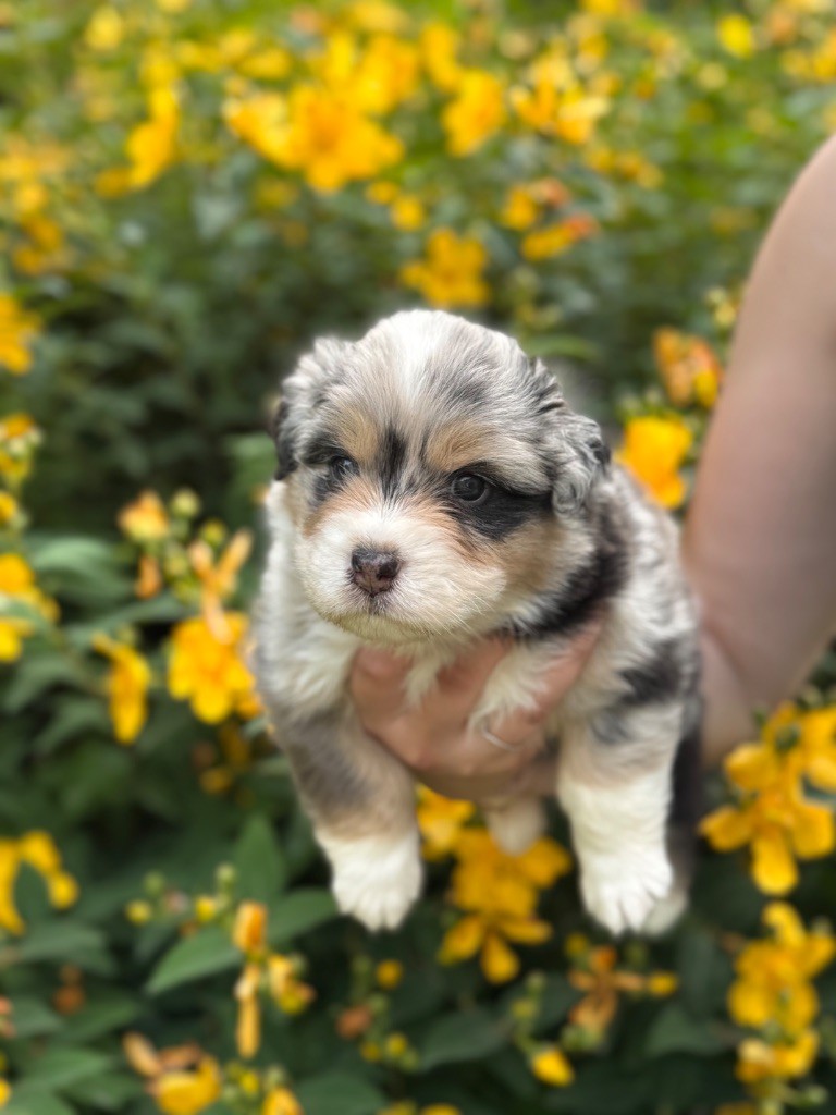 Sheperda - Chiots disponibles - Berger Australien