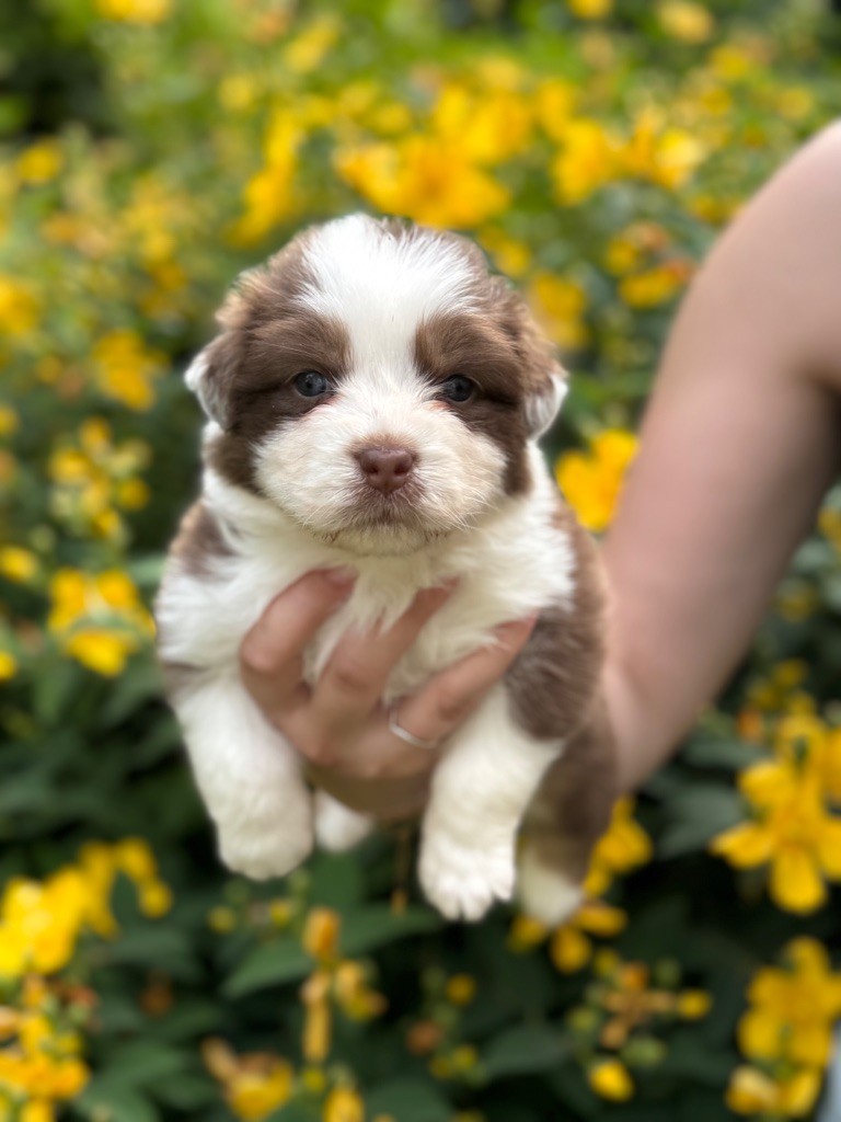 Sheperda - Chiots disponibles - Berger Australien