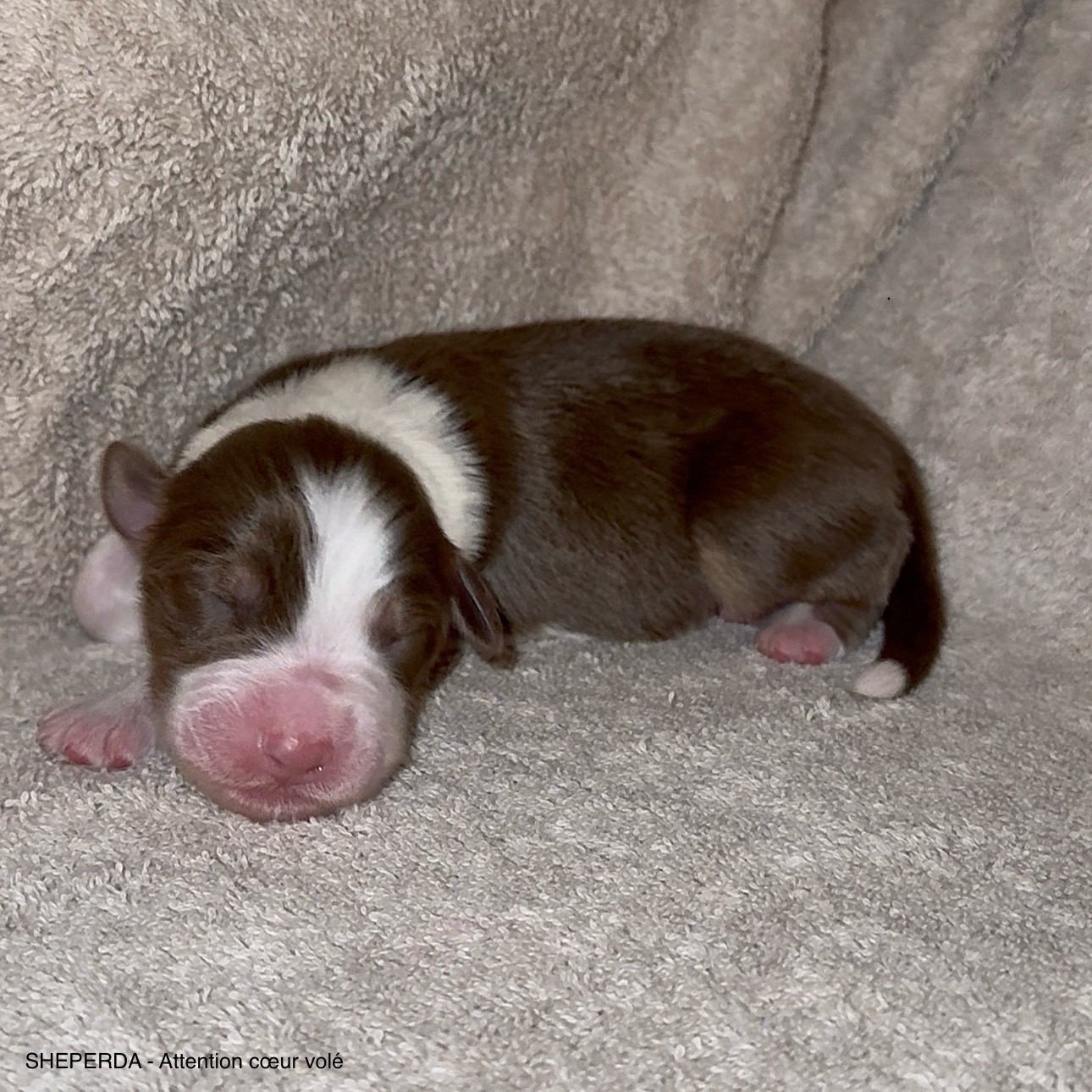 Sheperda - Chiots disponibles - Berger Australien