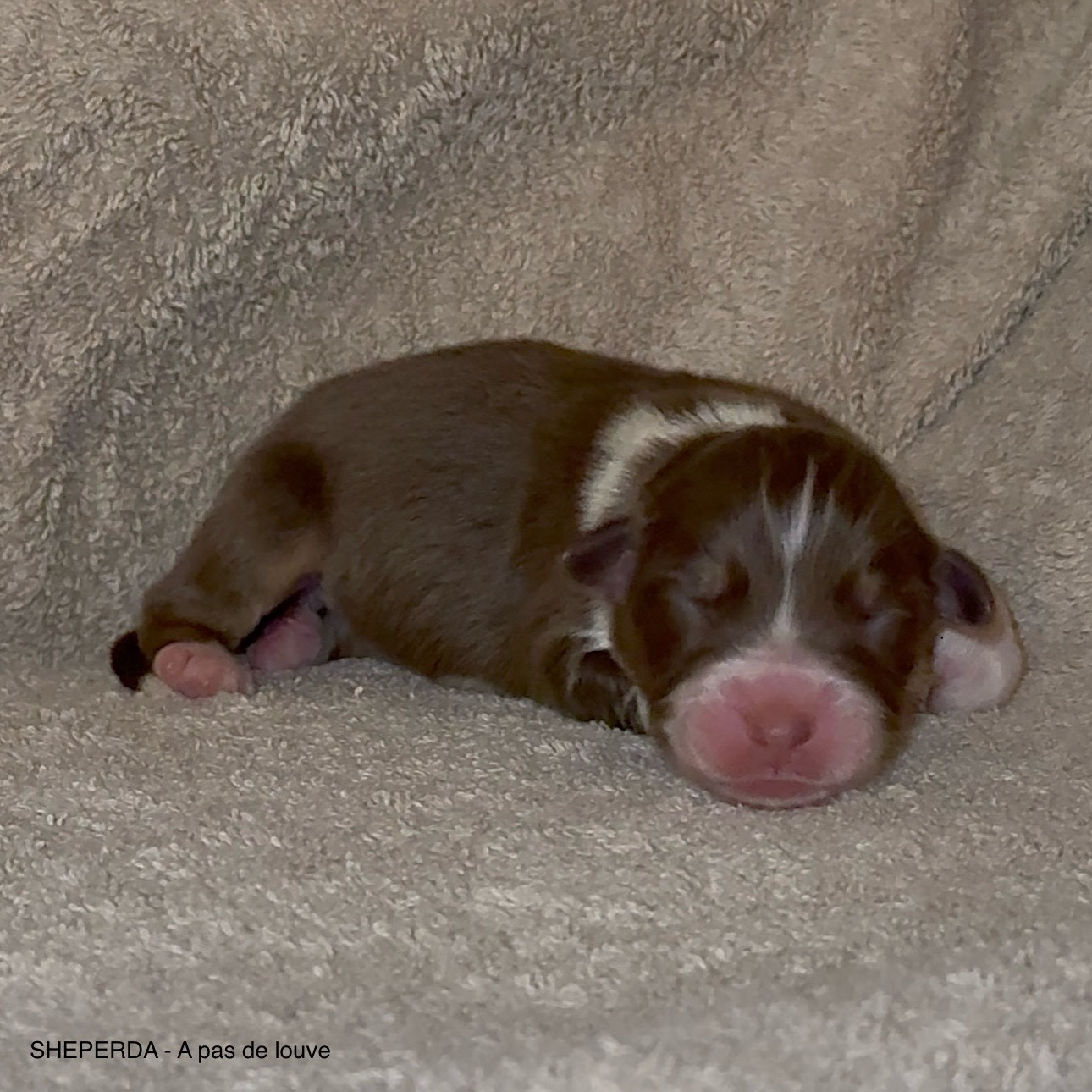 Sheperda - Chiots disponibles - Berger Australien