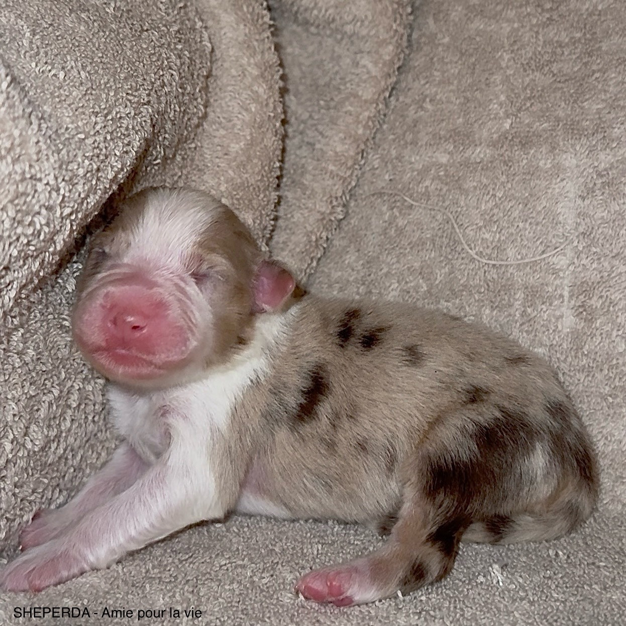 Sheperda - Chiots disponibles - Berger Australien