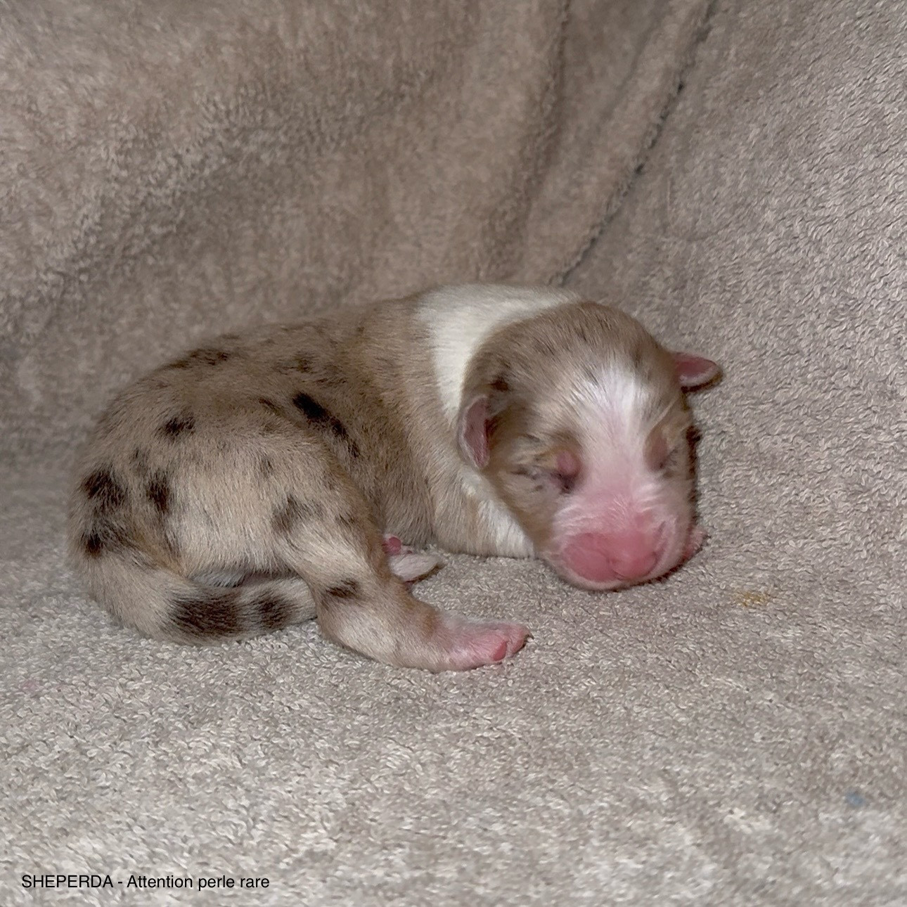 Sheperda - Chiots disponibles - Berger Australien