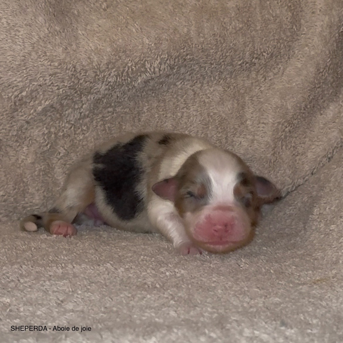 Sheperda - Chiots disponibles - Berger Australien