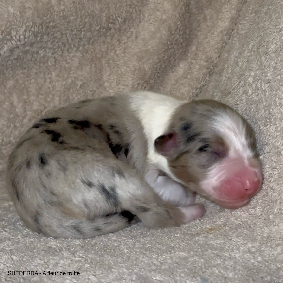 Sheperda - Chiots disponibles - Berger Australien