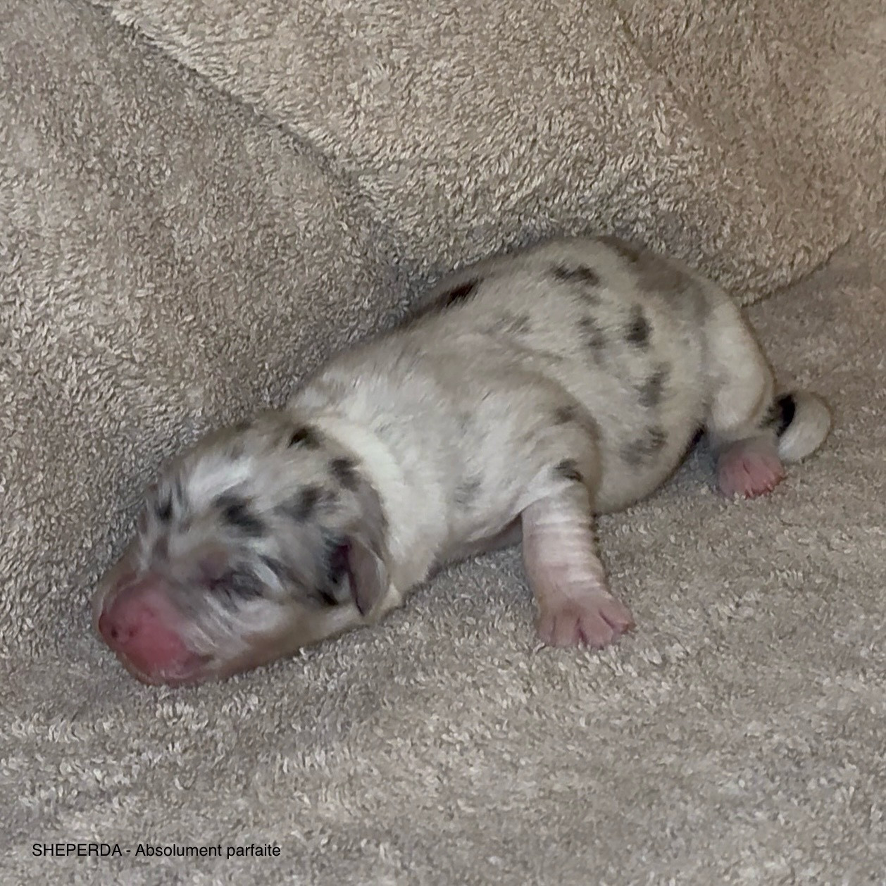 Sheperda - Chiots disponibles - Berger Australien