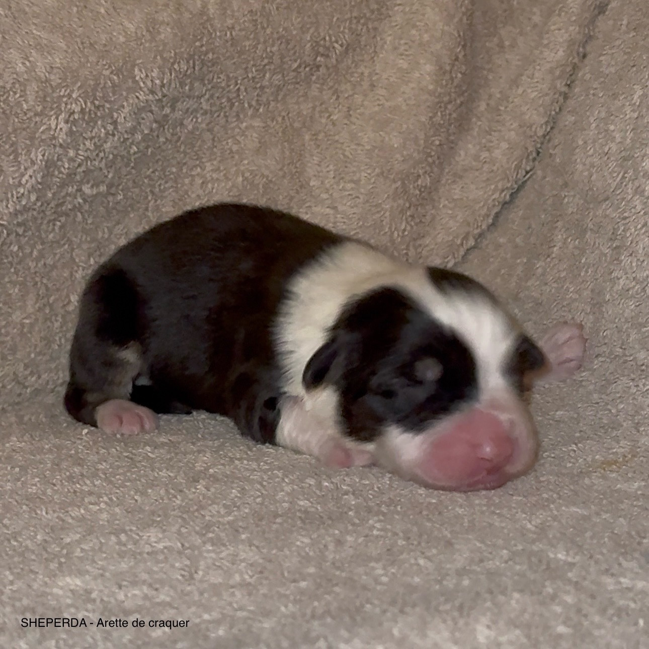 Sheperda - Chiots disponibles - Berger Australien