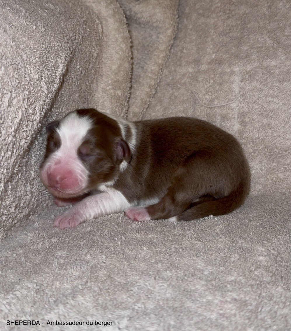 Sheperda - Chiots disponibles - Berger Australien