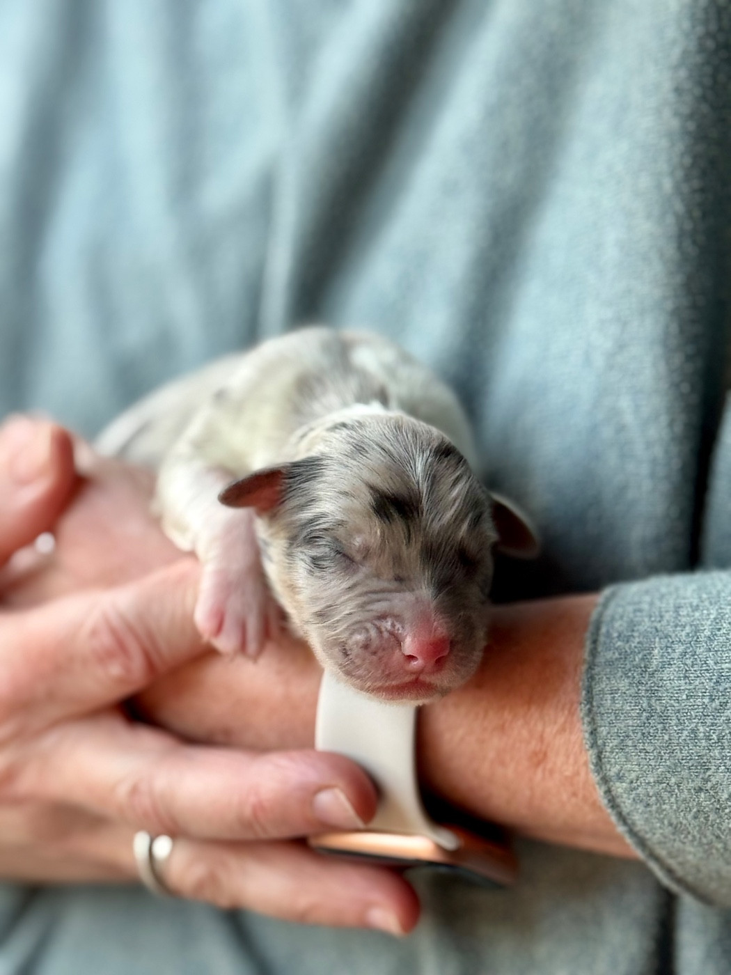 Sheperda - Chiots disponibles - Berger Australien