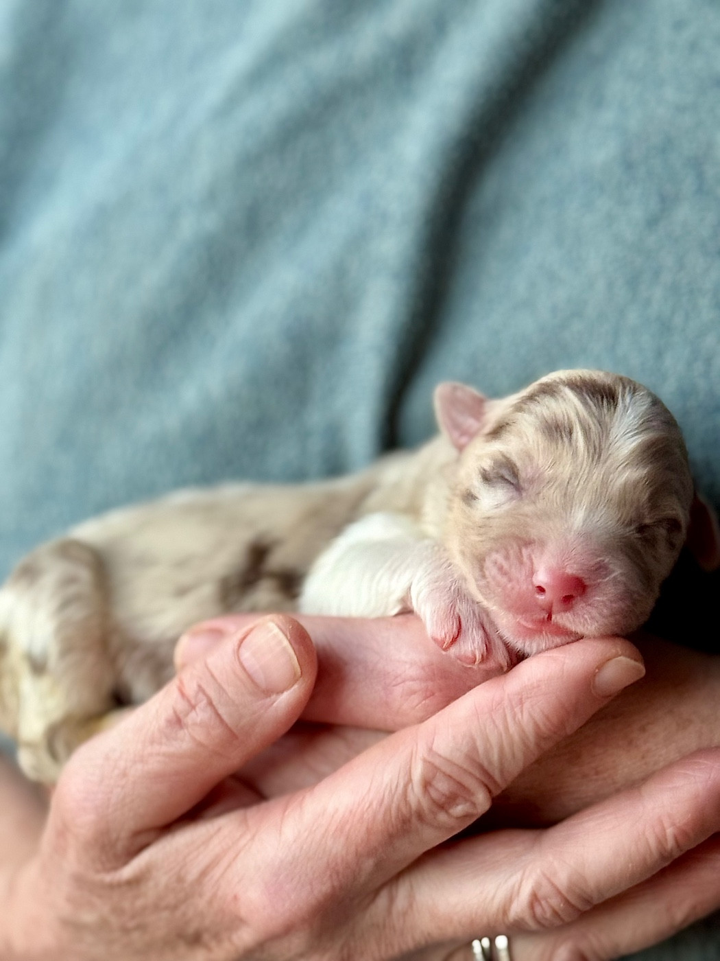 Sheperda - Chiots disponibles - Berger Australien