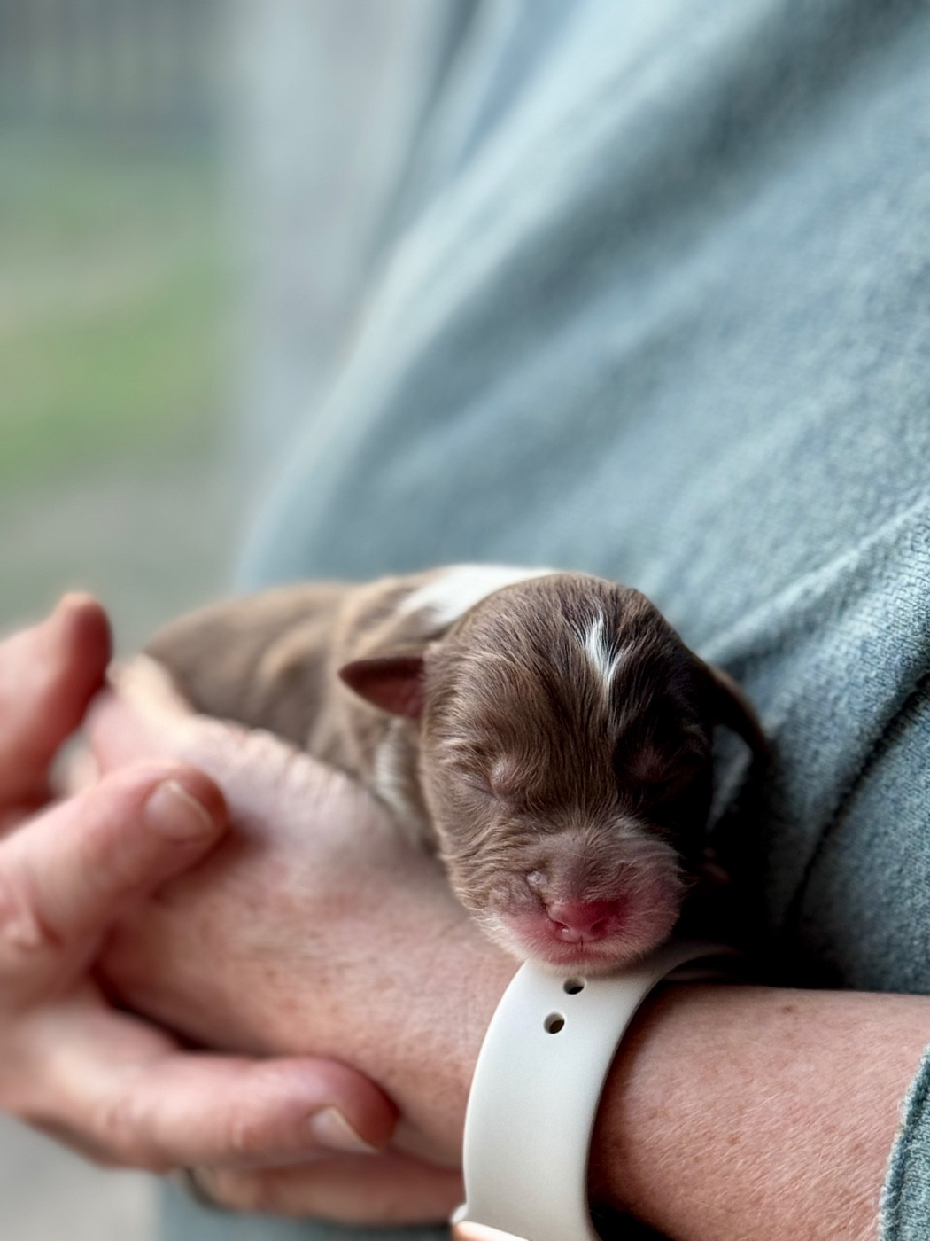 Sheperda - Chiots disponibles - Berger Australien