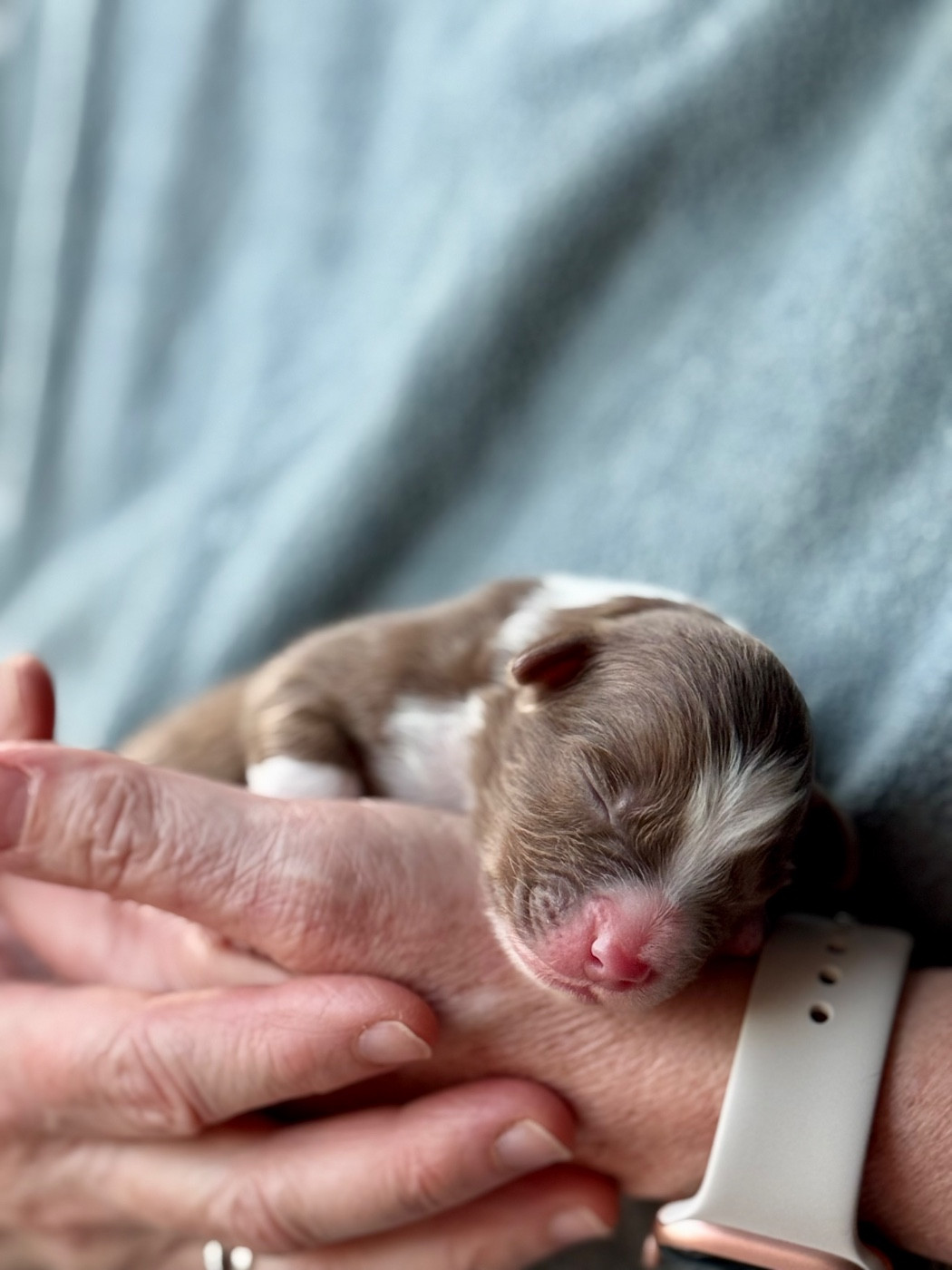 Sheperda - Chiots disponibles - Berger Australien