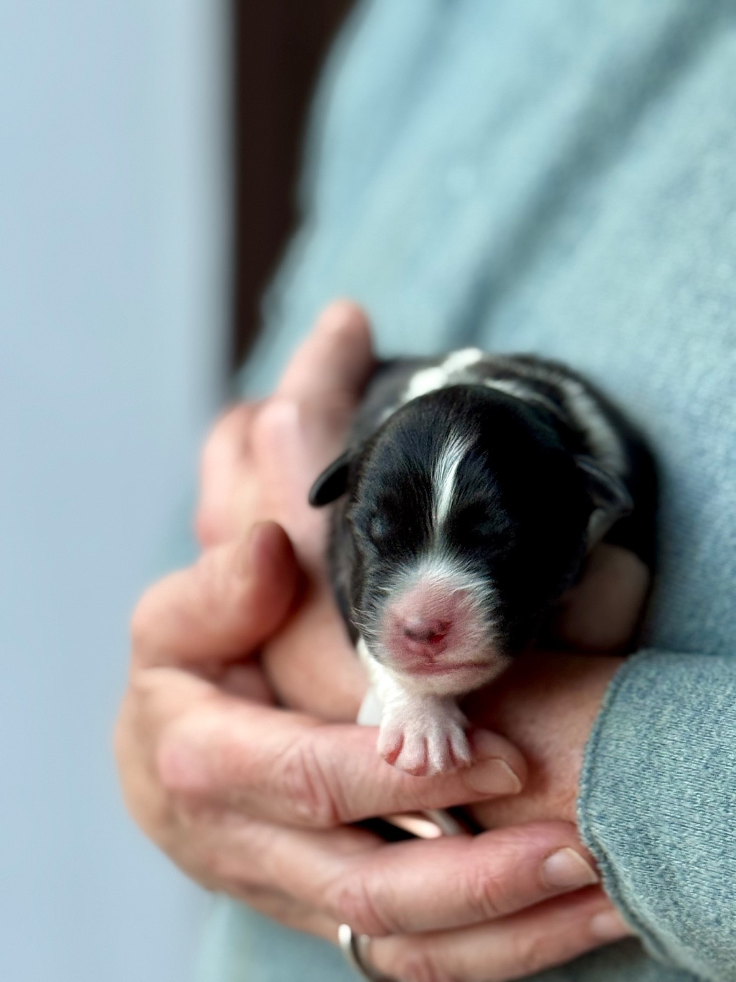 Sheperda - Chiots disponibles - Berger Australien