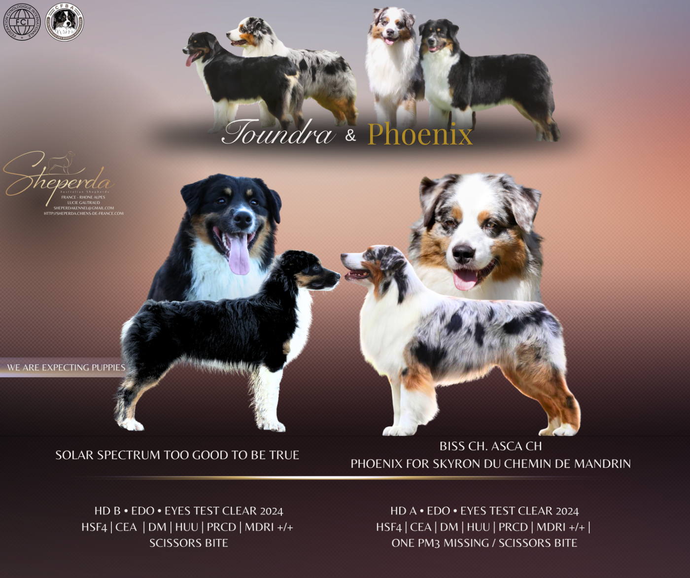 Chiot Berger Australien Sheperda