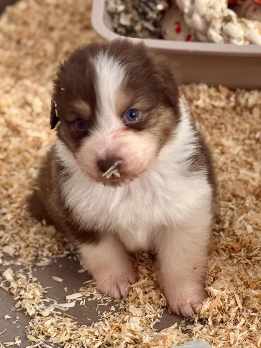 Sheperda - Chiots disponibles - Berger Australien