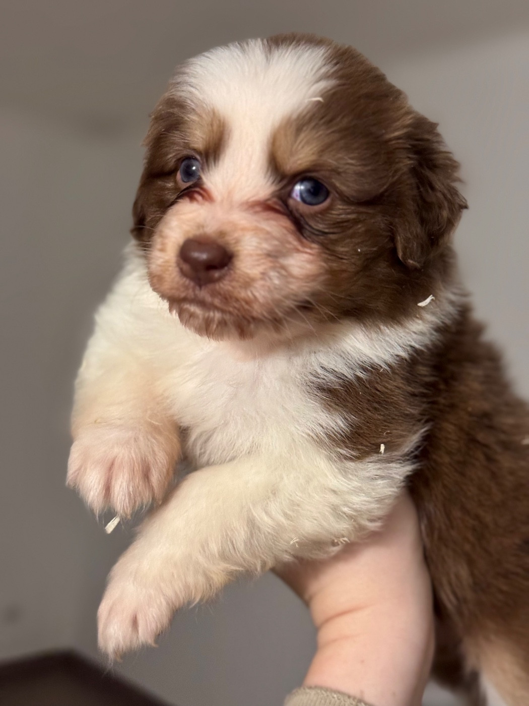 Sheperda - Chiots disponibles - Berger Australien