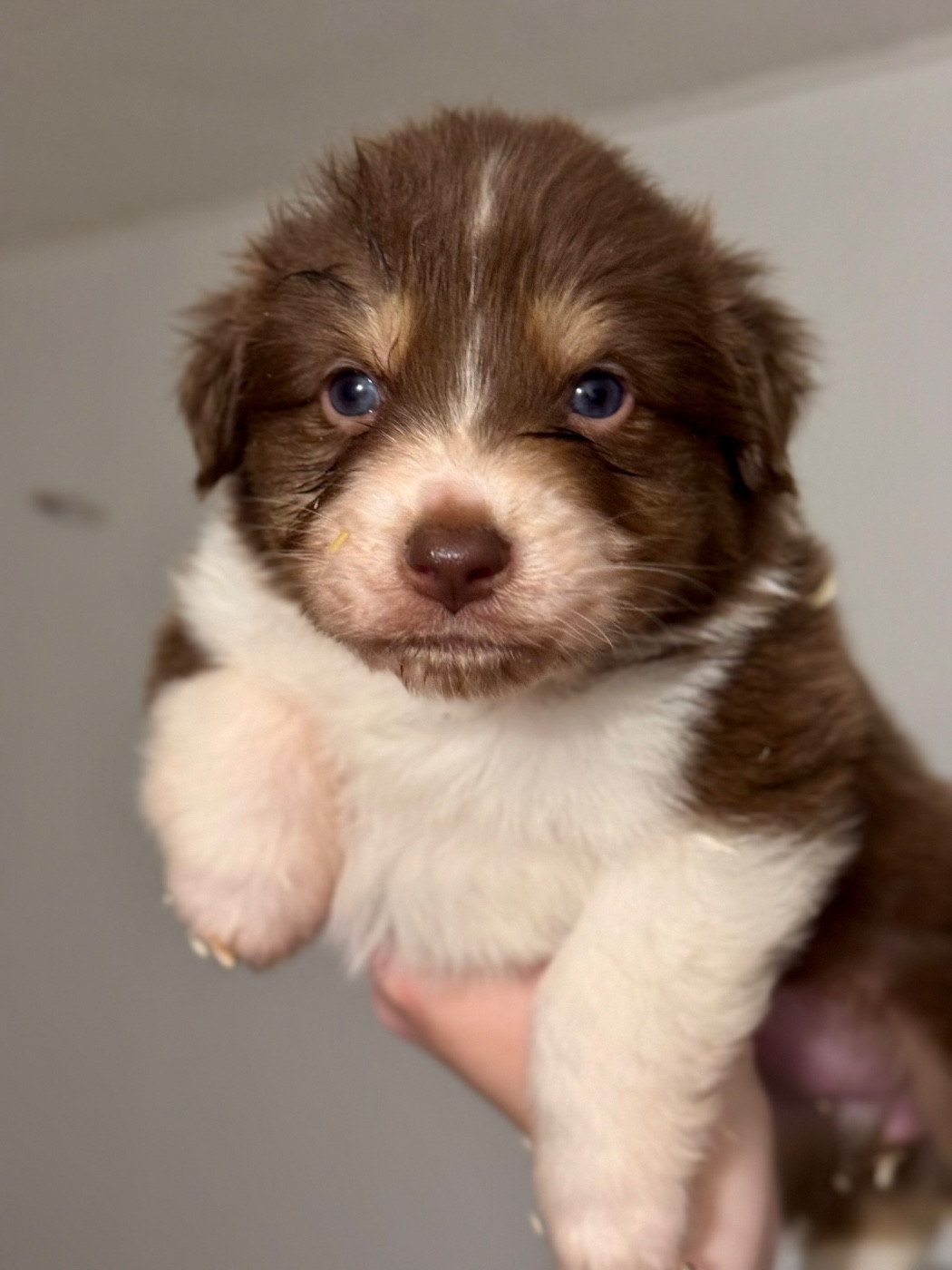 Sheperda - Chiots disponibles - Berger Australien