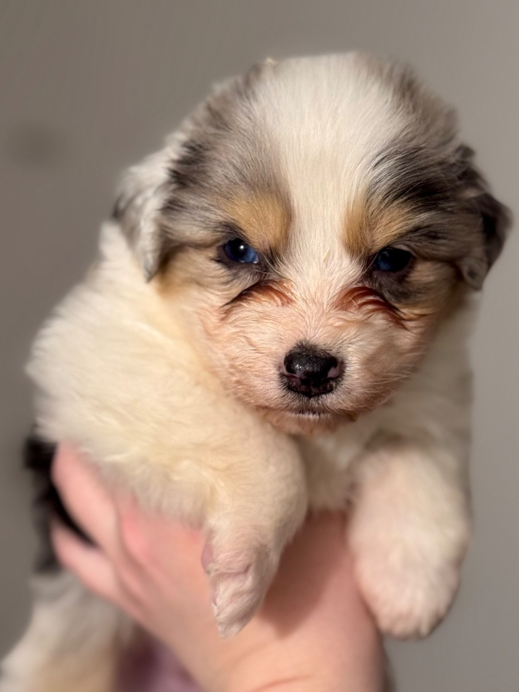 Sheperda - Chiots disponibles - Berger Australien