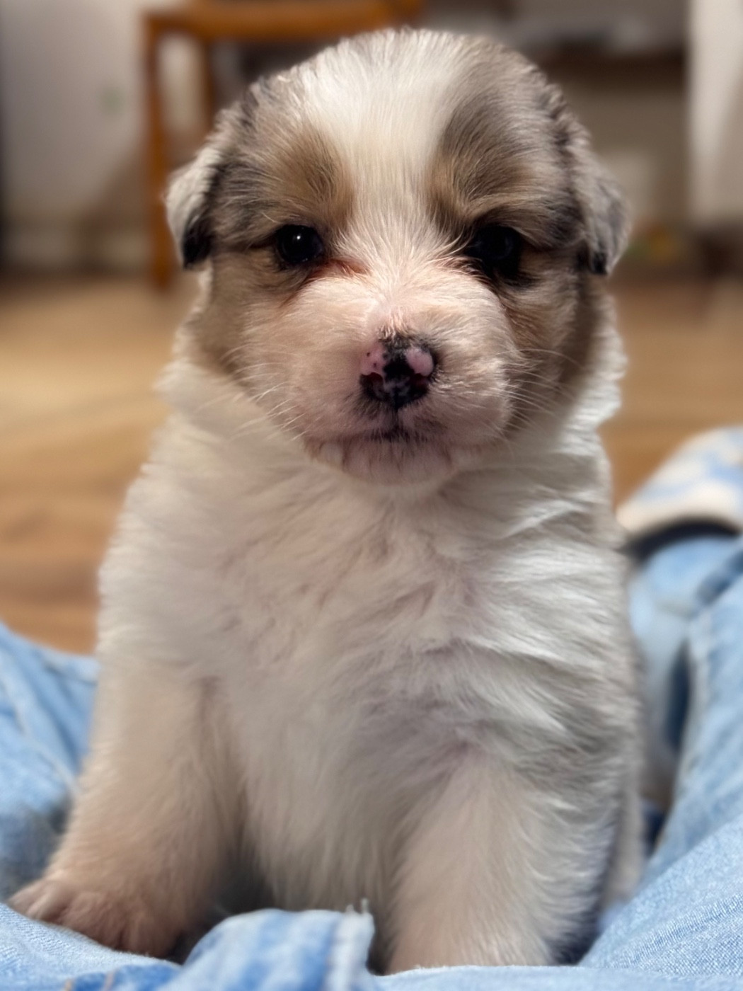 Sheperda - Chiots disponibles - Berger Australien