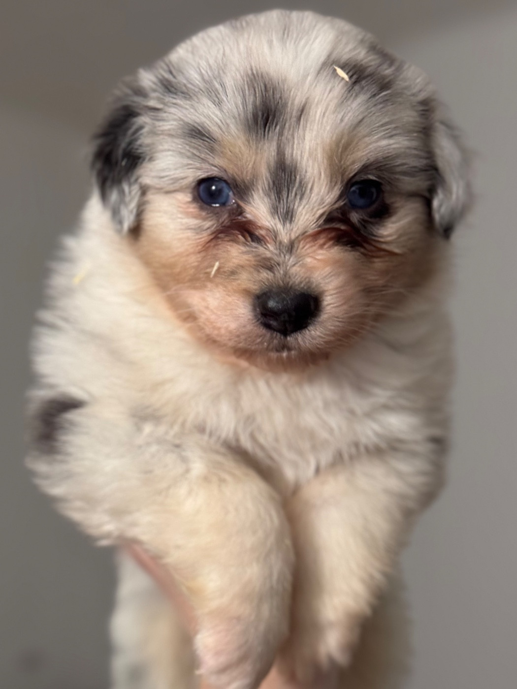 Sheperda - Chiots disponibles - Berger Australien