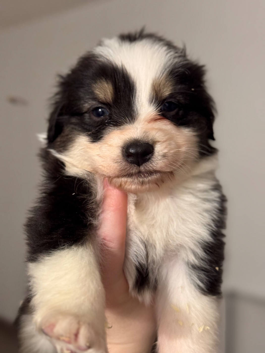 Sheperda - Chiots disponibles - Berger Australien