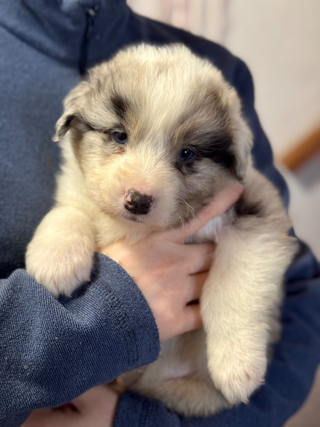 Sheperda - Chiots disponibles - Berger Australien