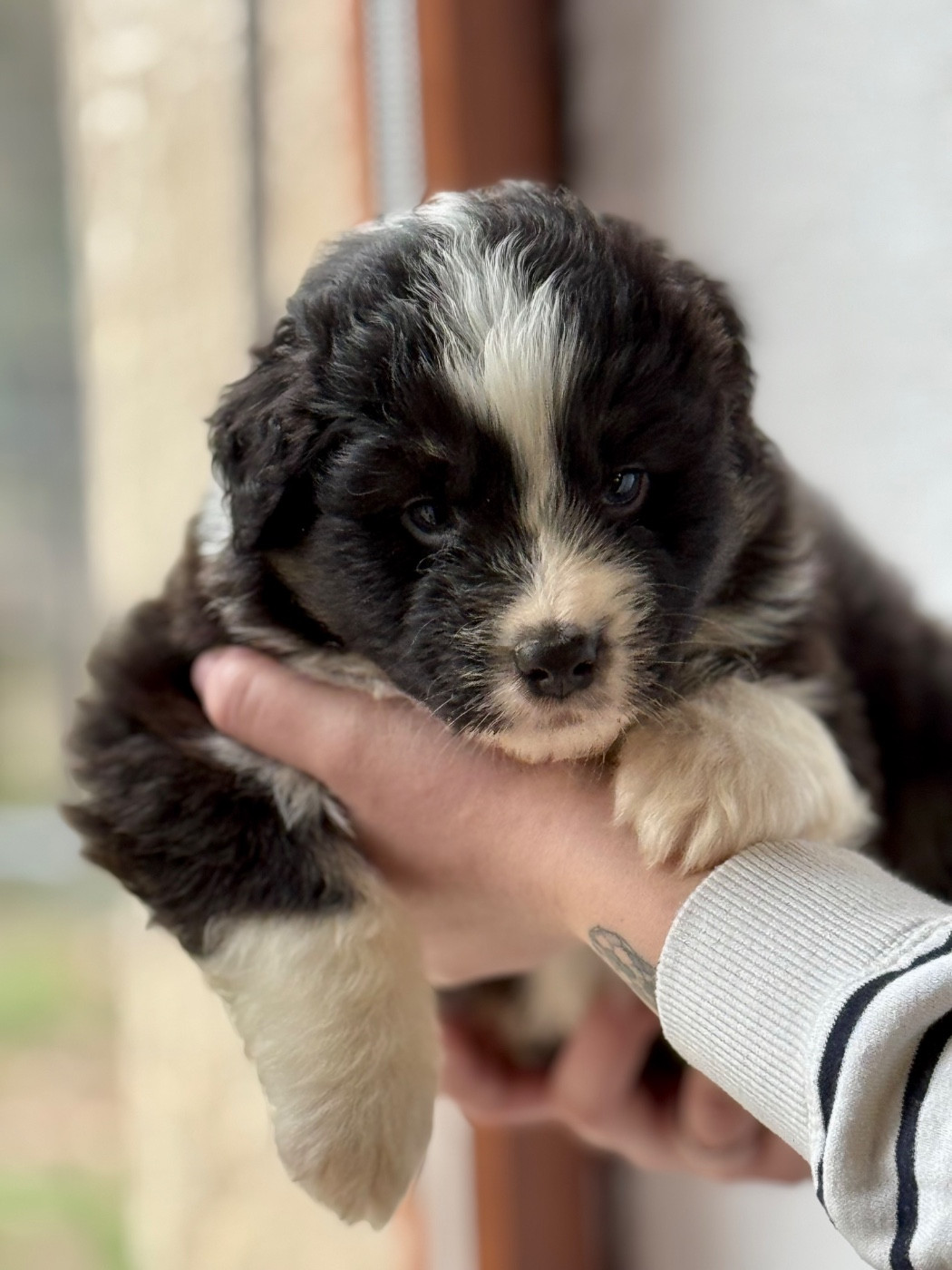 Sheperda - Chiots disponibles - Berger Australien