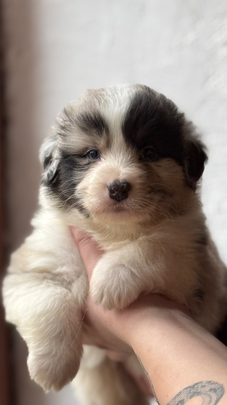 Sheperda - Chiots disponibles - Berger Australien