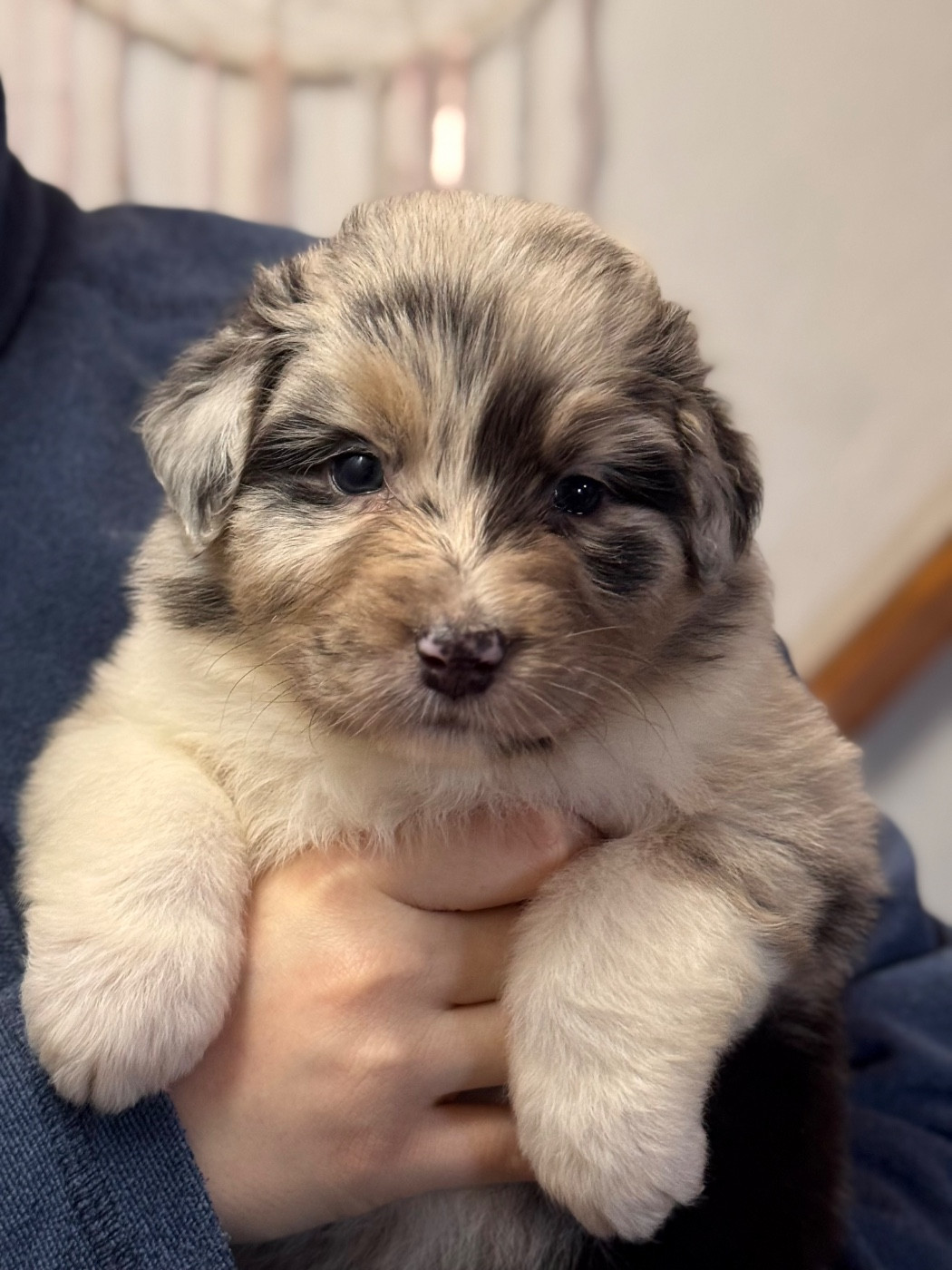 Sheperda - Chiots disponibles - Berger Australien