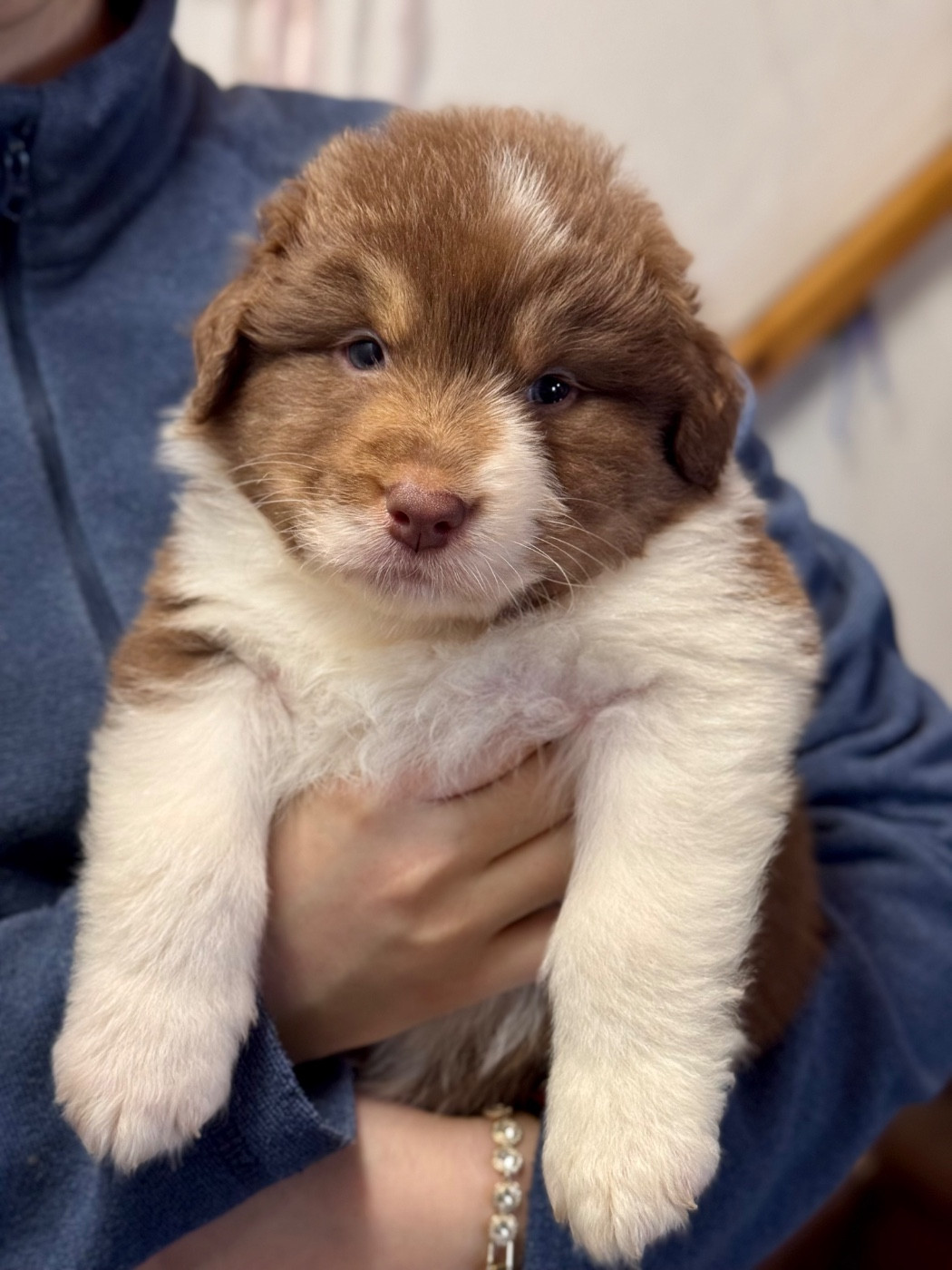 Sheperda - Chiots disponibles - Berger Australien