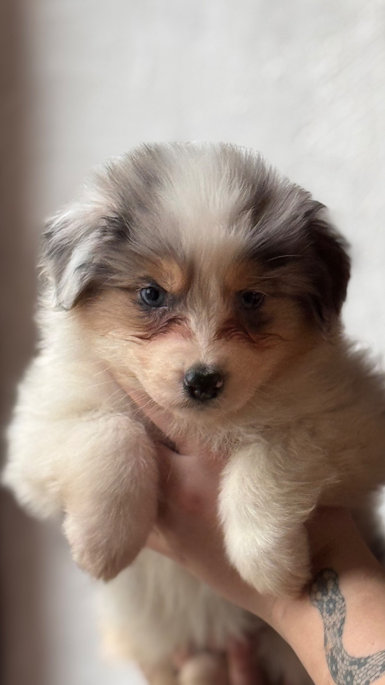 Sheperda - Chiots disponibles - Berger Australien