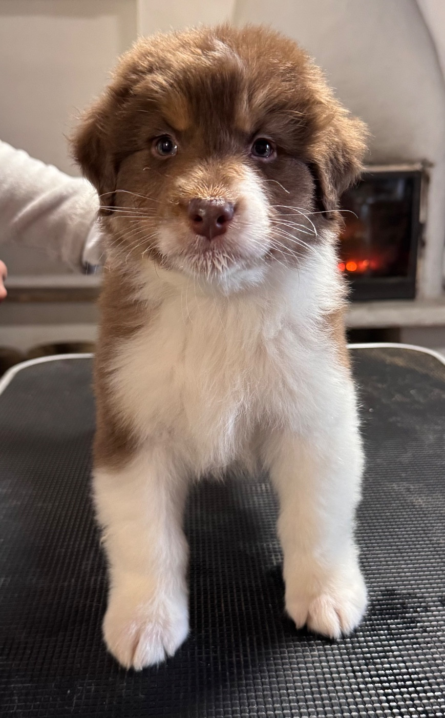 Sheperda - Chiots disponibles - Berger Australien