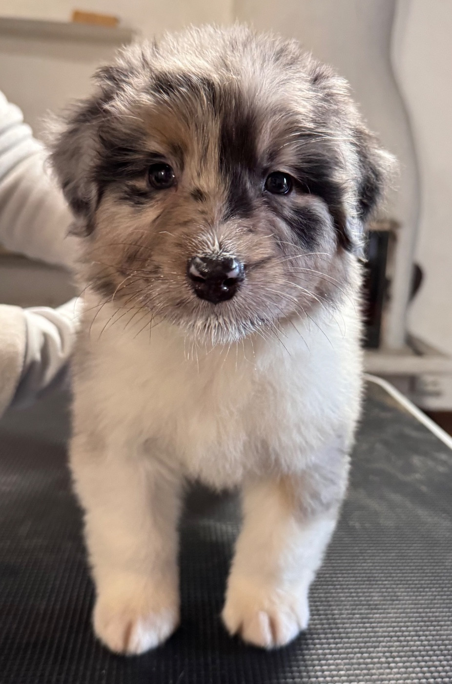 Sheperda - Chiots disponibles - Berger Australien