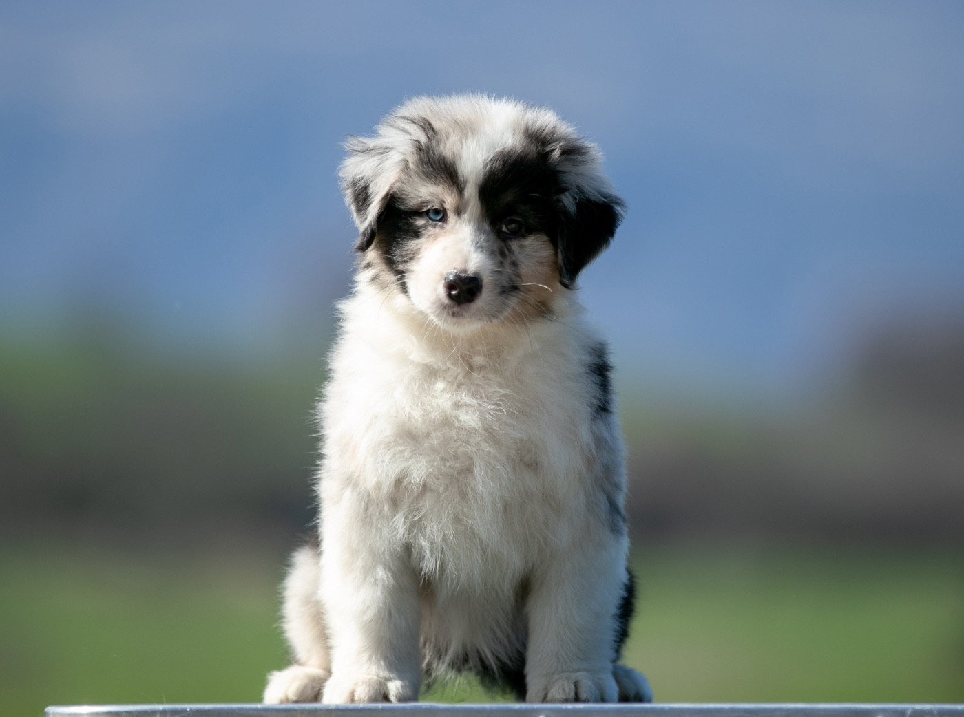 Sheperda - Chiots disponibles - Berger Australien