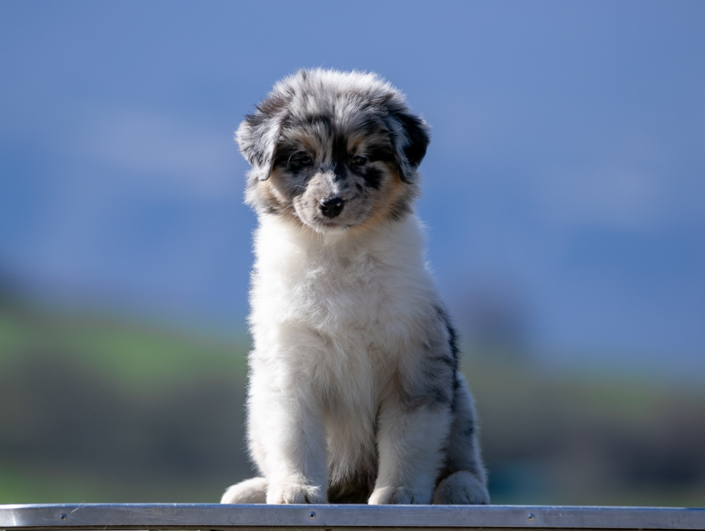 Sheperda - Chiots disponibles - Berger Australien