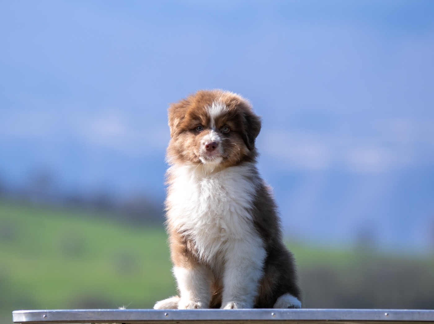 Sheperda - Chiots disponibles - Berger Australien