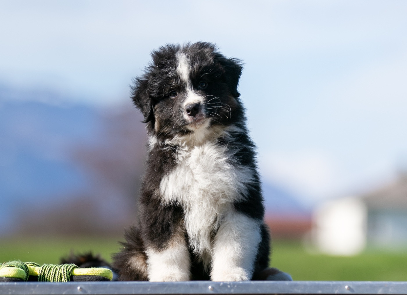 Sheperda - Chiots disponibles - Berger Australien