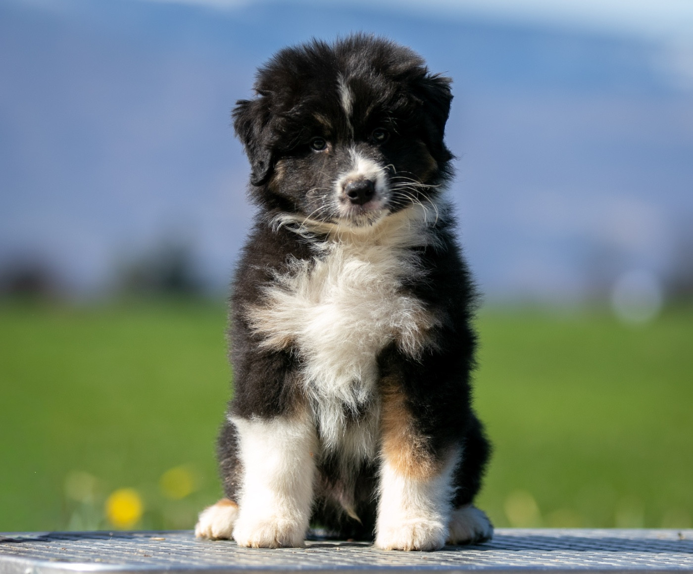 Sheperda - Chiots disponibles - Berger Australien