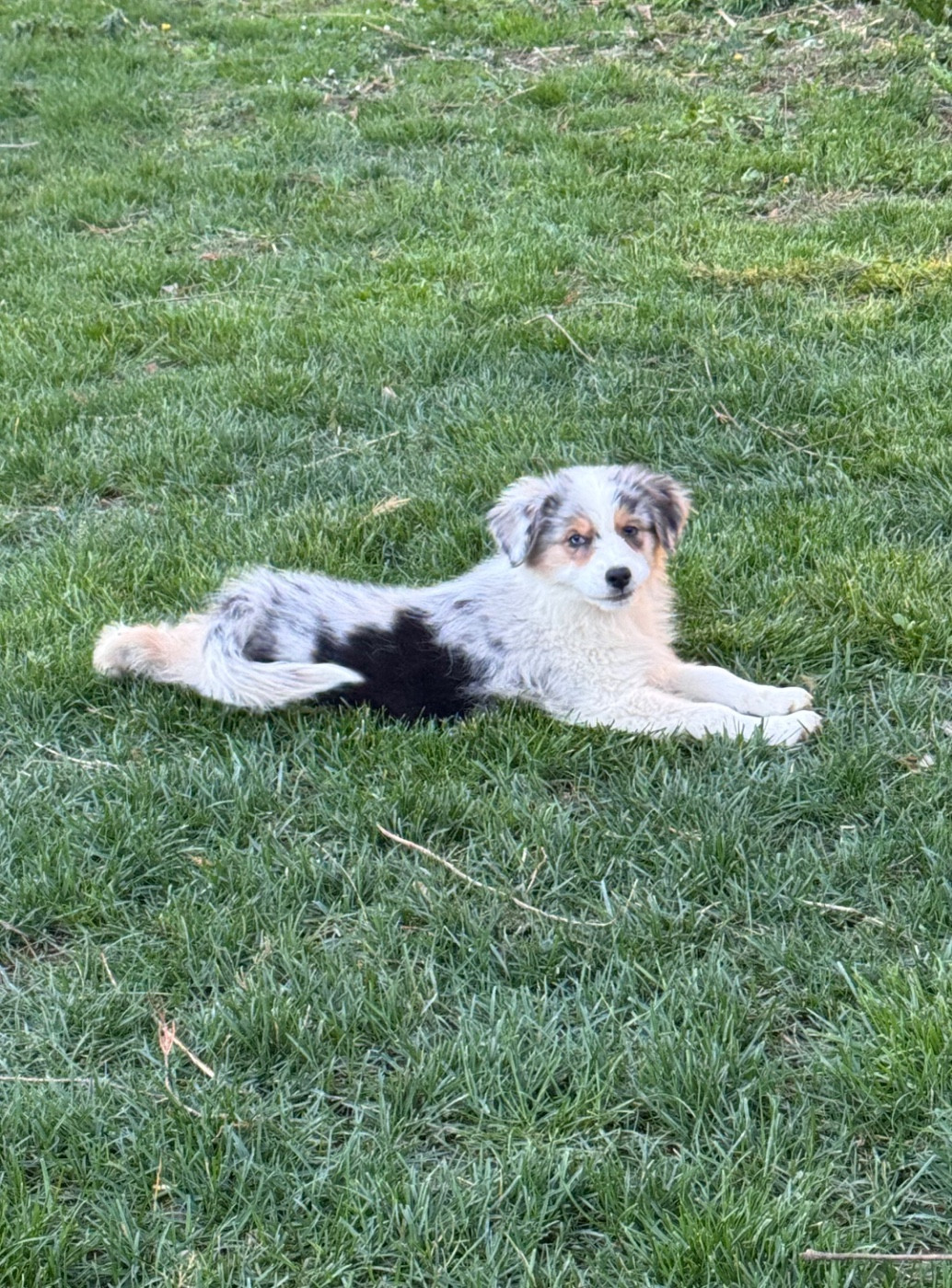 Sheperda - Chiots disponibles - Berger Australien