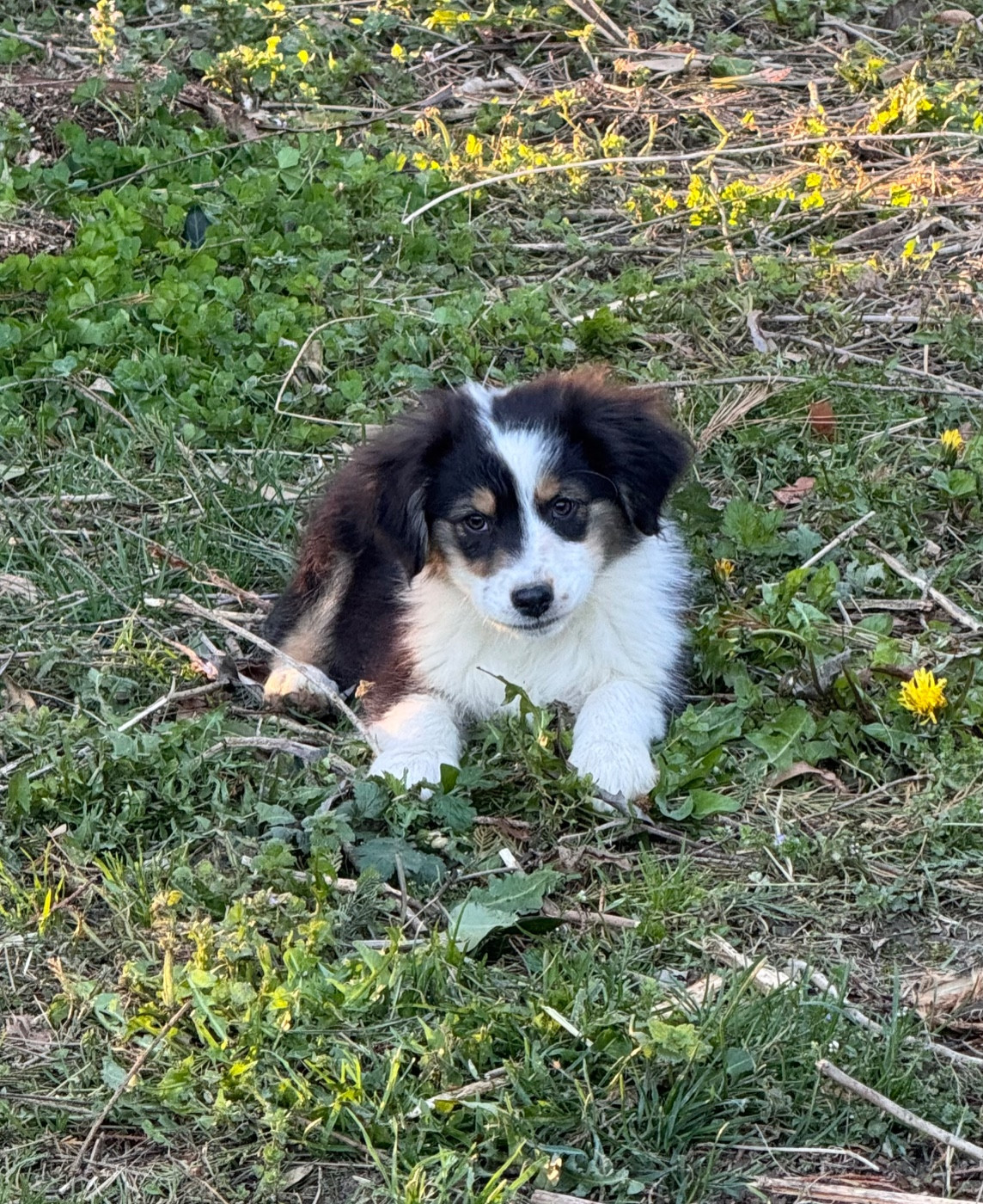 Sheperda - Chiots disponibles - Berger Australien