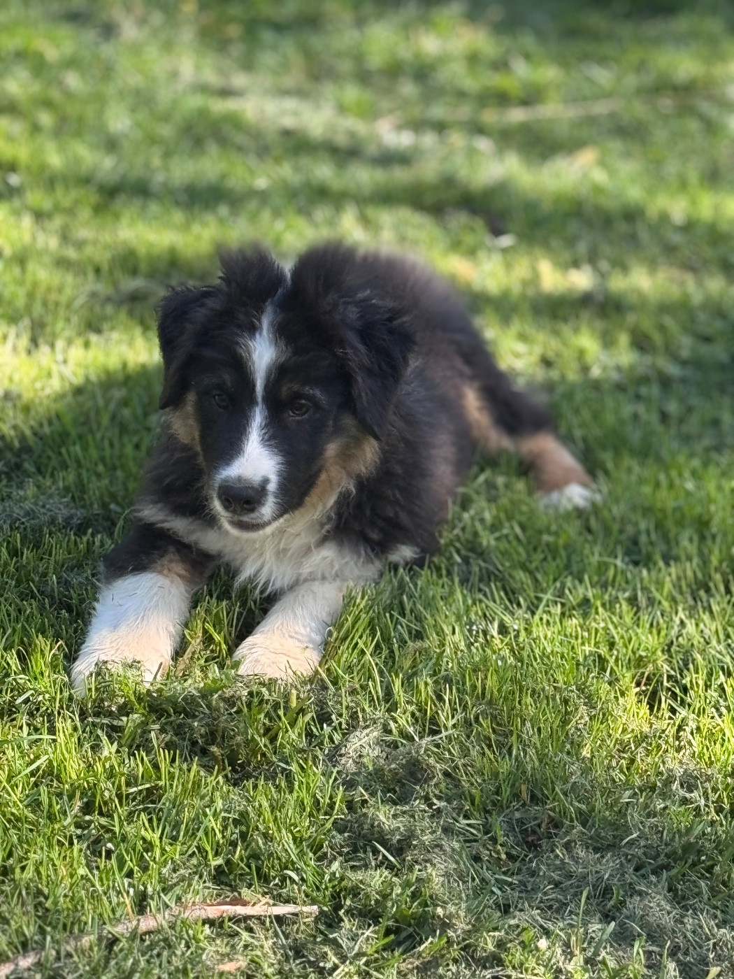 Sheperda - Chiots disponibles - Berger Australien
