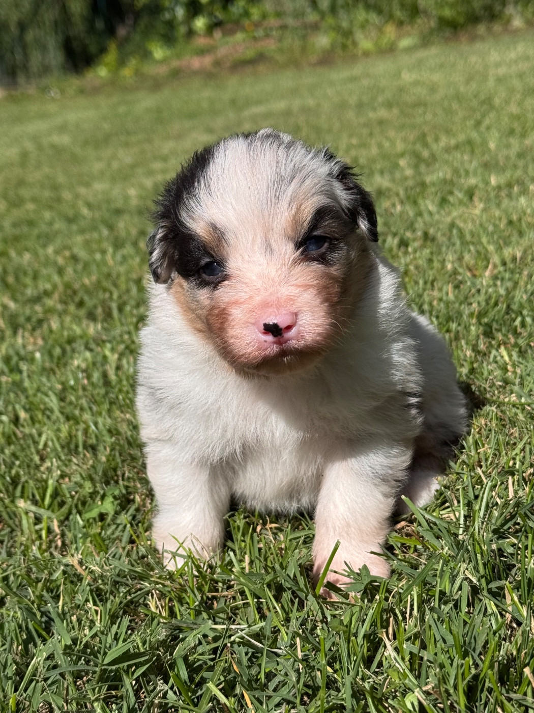 Sheperda - Chiots disponibles - Berger Australien