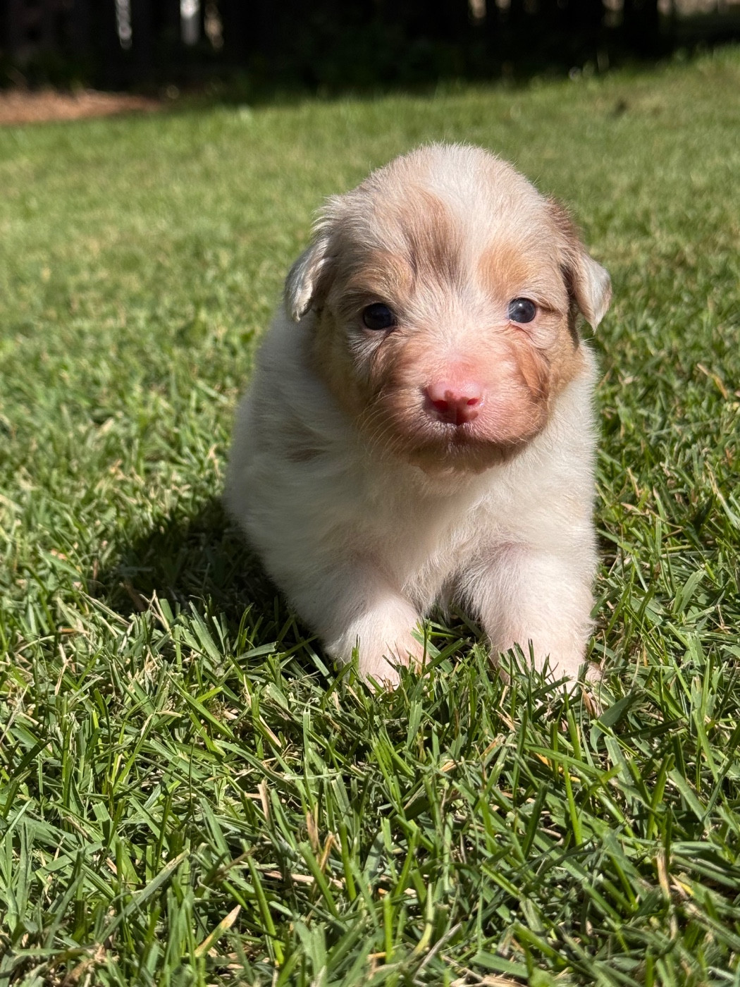 Sheperda - Chiots disponibles - Berger Australien