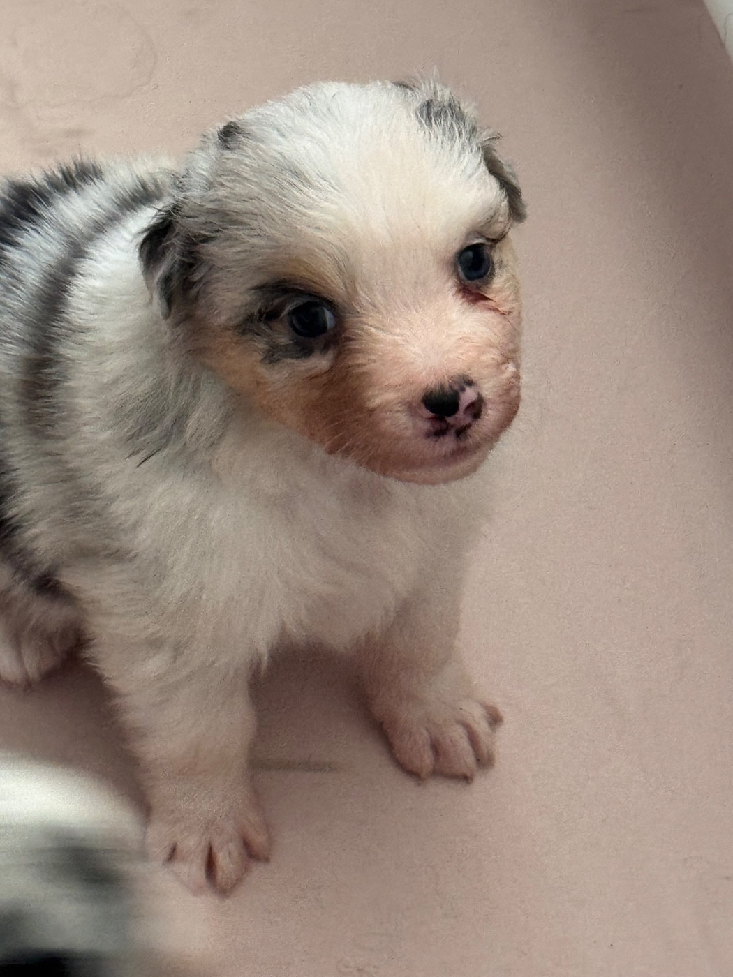 Sheperda - Chiots disponibles - Berger Australien