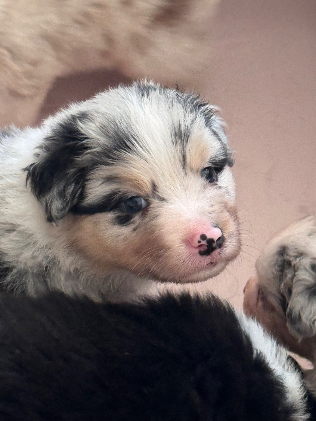 Sheperda - Chiots disponibles - Berger Australien