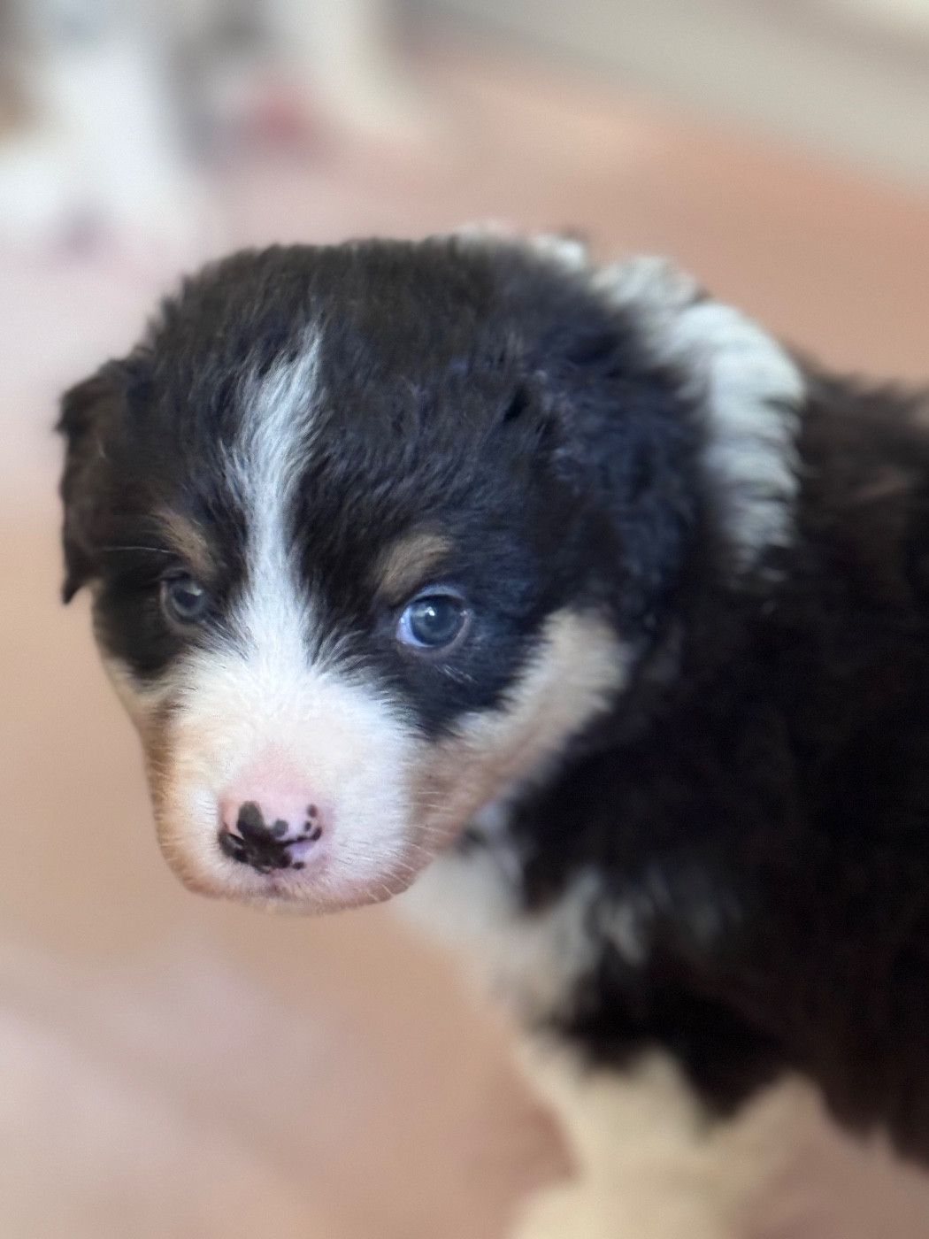 Sheperda - Chiots disponibles - Berger Australien