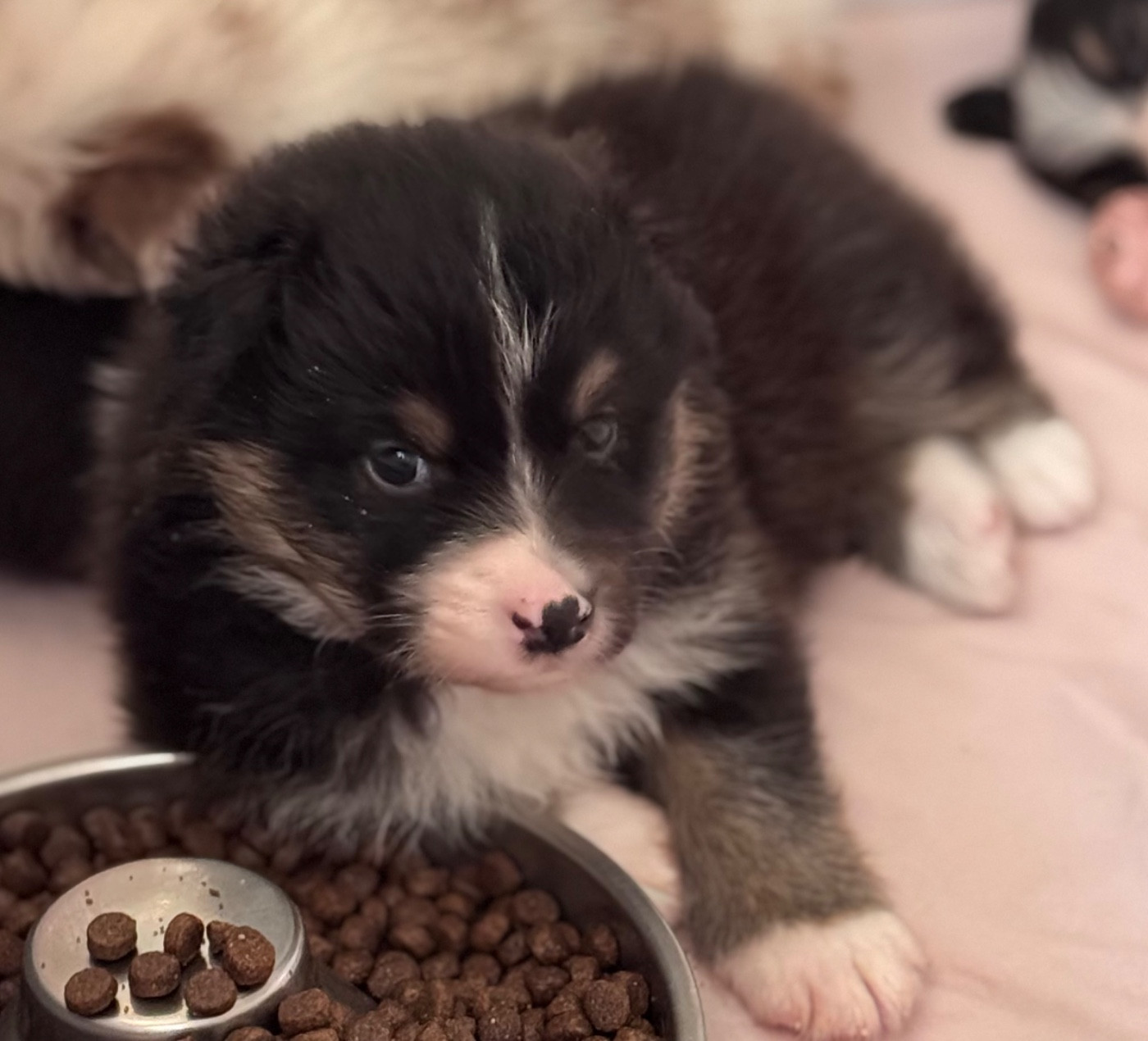 Sheperda - Chiots disponibles - Berger Australien