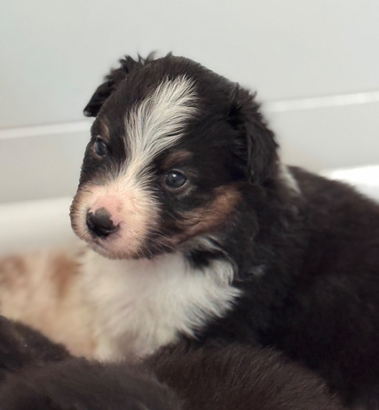 Sheperda - Chiots disponibles - Berger Australien
